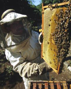 apiculture 2